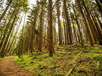 osque situado en la reserva de Cascade Head de TNC en el norte de Lincoln City, Oregón, EE.UU.