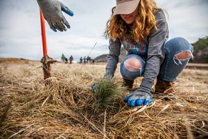 A woman squats on a dry grassy area and plants a tree sapling.