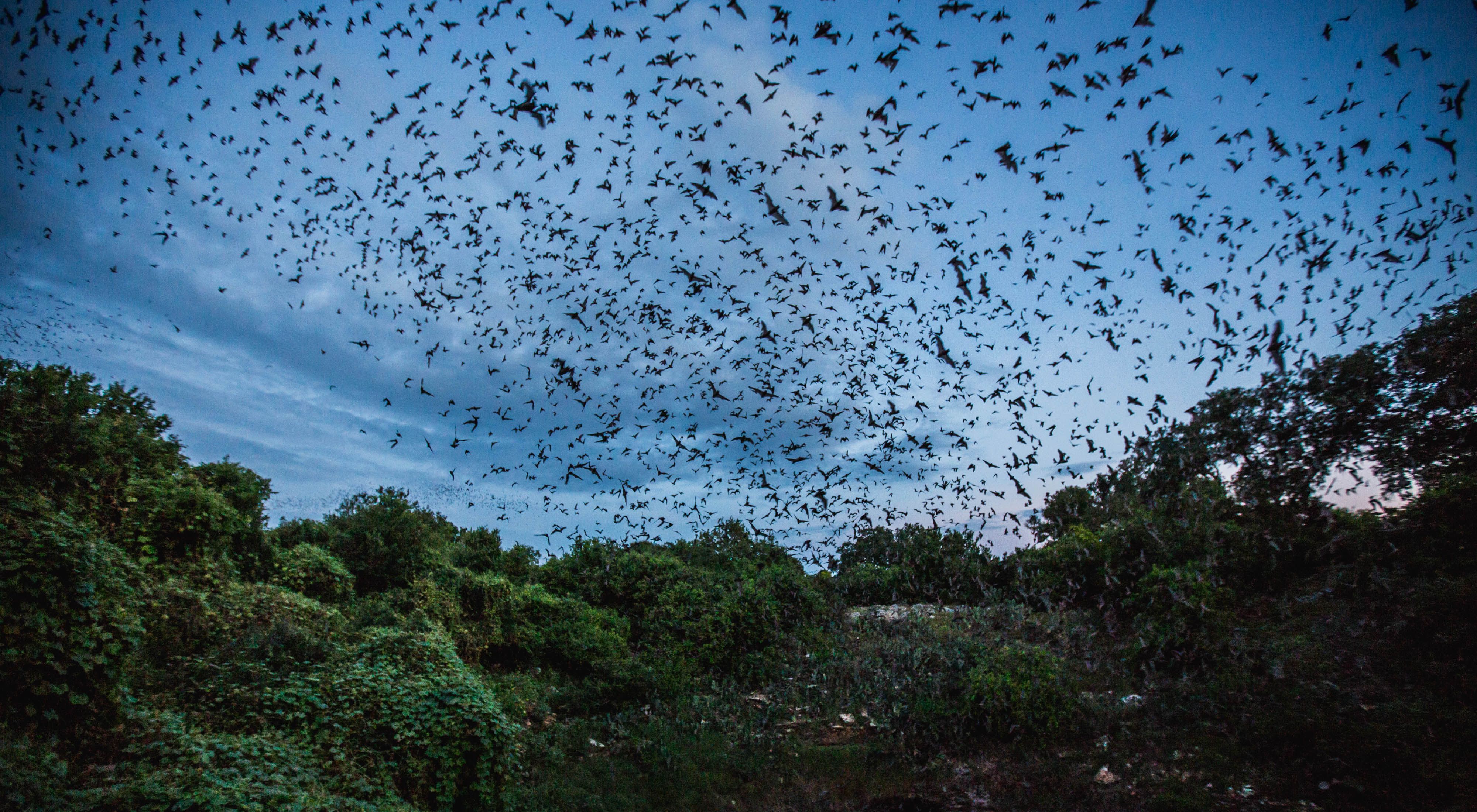 Thousands of Mexican free-tailed bats emerge from the Bracken Cave in Texas at dusk to feed on insects; the sky is filled with a swarm of bats.