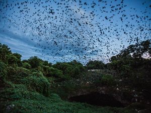 Los murciélagos emergen de la cueva Bracken en Texas al anochecer para alimentarse de insectos.