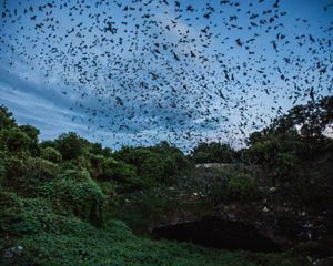 Los murciélagos emergen de la cueva Bracken en Texas al anochecer para alimentarse de insectos.