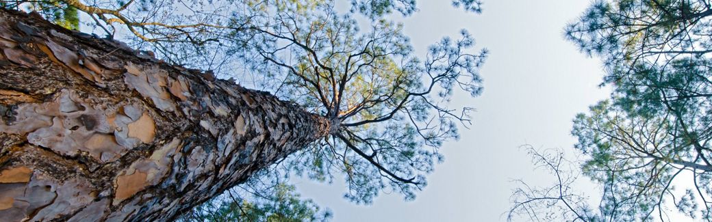 Looking up the trunk of a towering tree toward its upper branches and the sky.