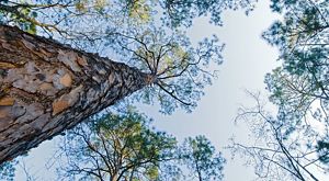 A look up the trunk of a tall pine tree at Georgia's Moody Forest Natural Area.