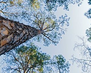 A look up the trunk of a tall pine tree at Georgia's Moody Forest Natural Area.