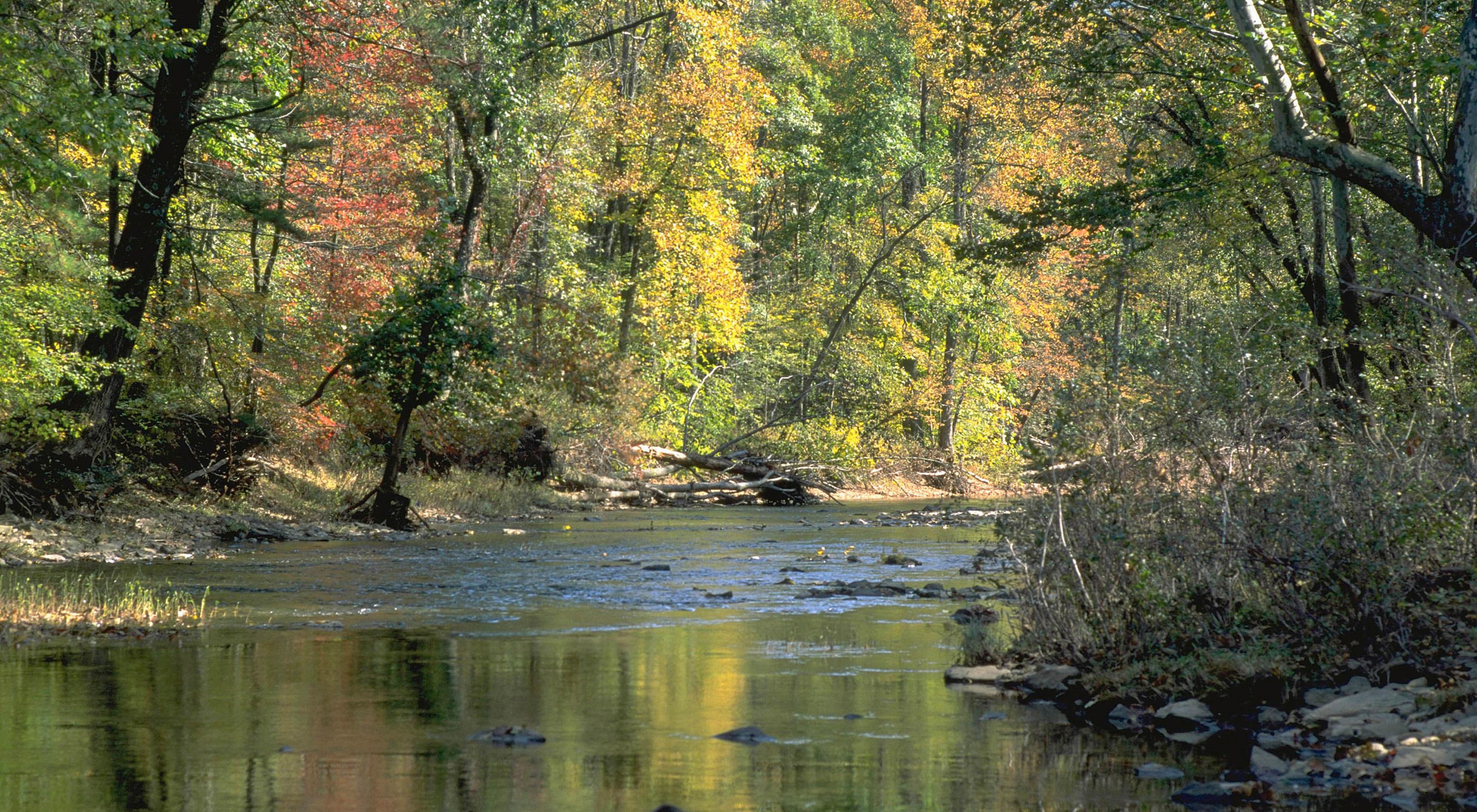 A wide, shallow creek curves between two heavily forested banks. The trees show autumn colors of red and gold. The water ripples over small rocks in the center of the creek.