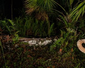 Camera trap photo of a panther tail (Puma concolor coryi) in the Florida Panther National Wildlife Refuge and on a trail leading into the upper Fakahatchee Strand State Preserve. The Nature Conservancy works to protect land in Florida by partnering with private landowners and state government entities to help preserve wildlife habitat and to help support wildlife corridors. October 2018.