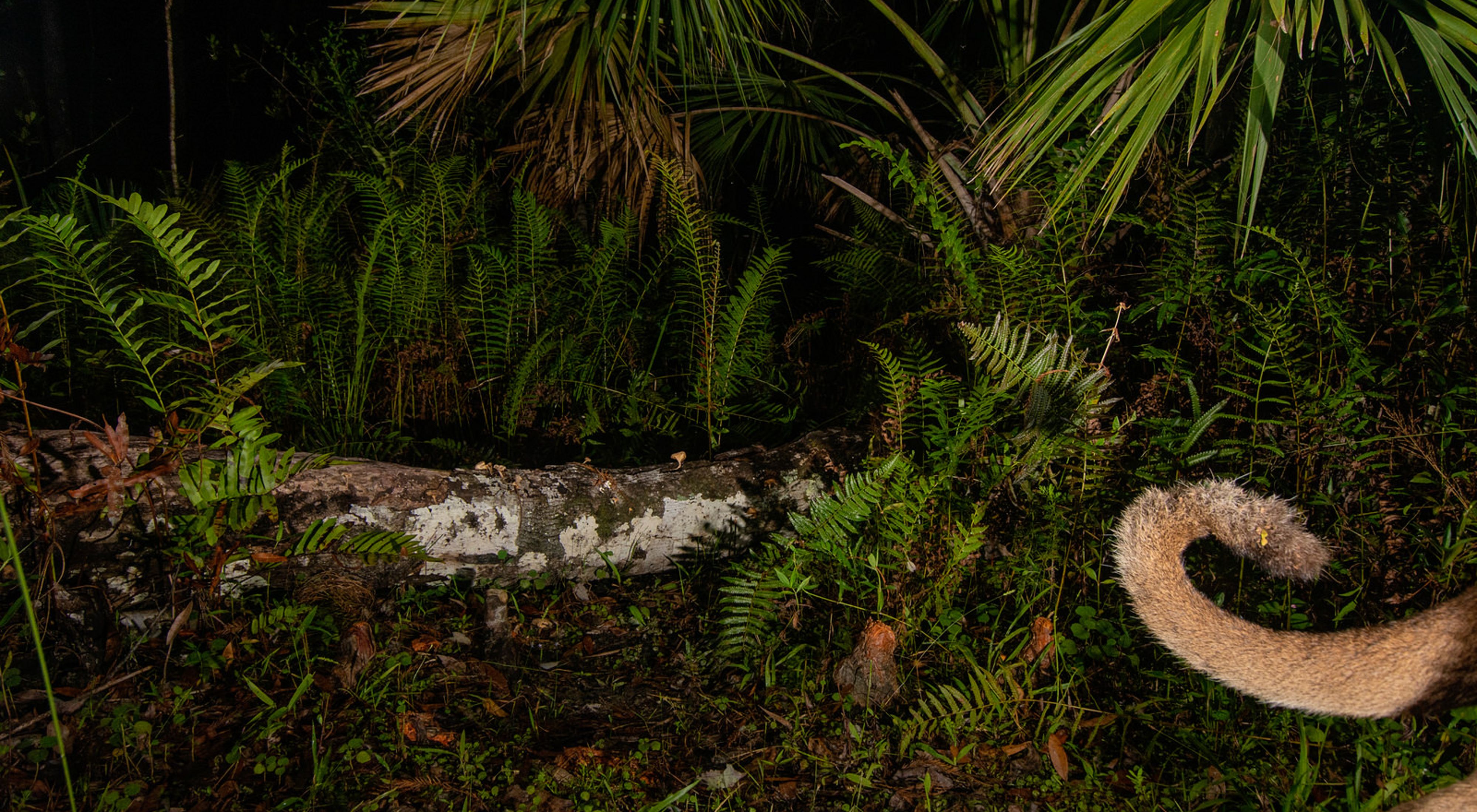A Florida panther's tail flicks by at night in the florida wild with ferns