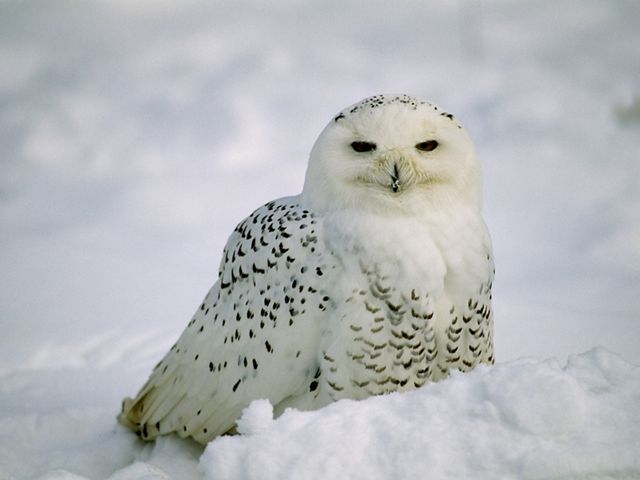 Snowy Owl 640 x 400