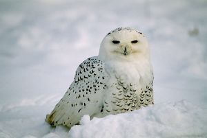 A snow white owl with black-flecked feathers sits on a snow covered ground.