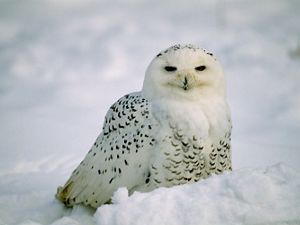 A snow white owl with black-flecked feathers sits on a snow covered ground.
