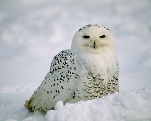 A snow white owl with black-flecked feathers sits on a snow covered ground.