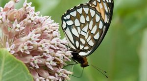 Closeup of a regal fritillary butterfly, a brown butterfly with white spots on its wings, on a pink flower. 