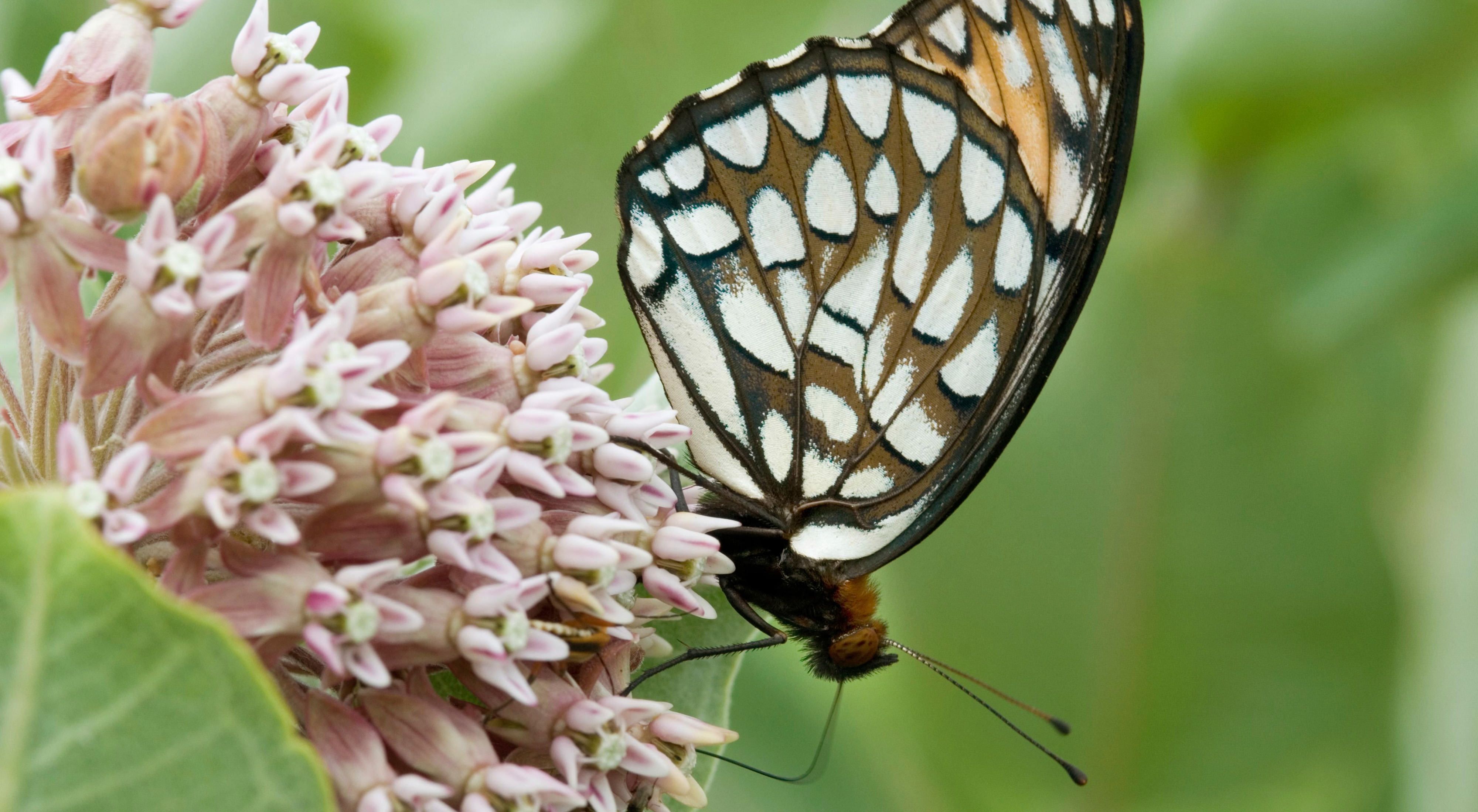 Closeup of a regal fritillary butterfly, a brown butterfly with white spots on its wings, on a pink flower. 