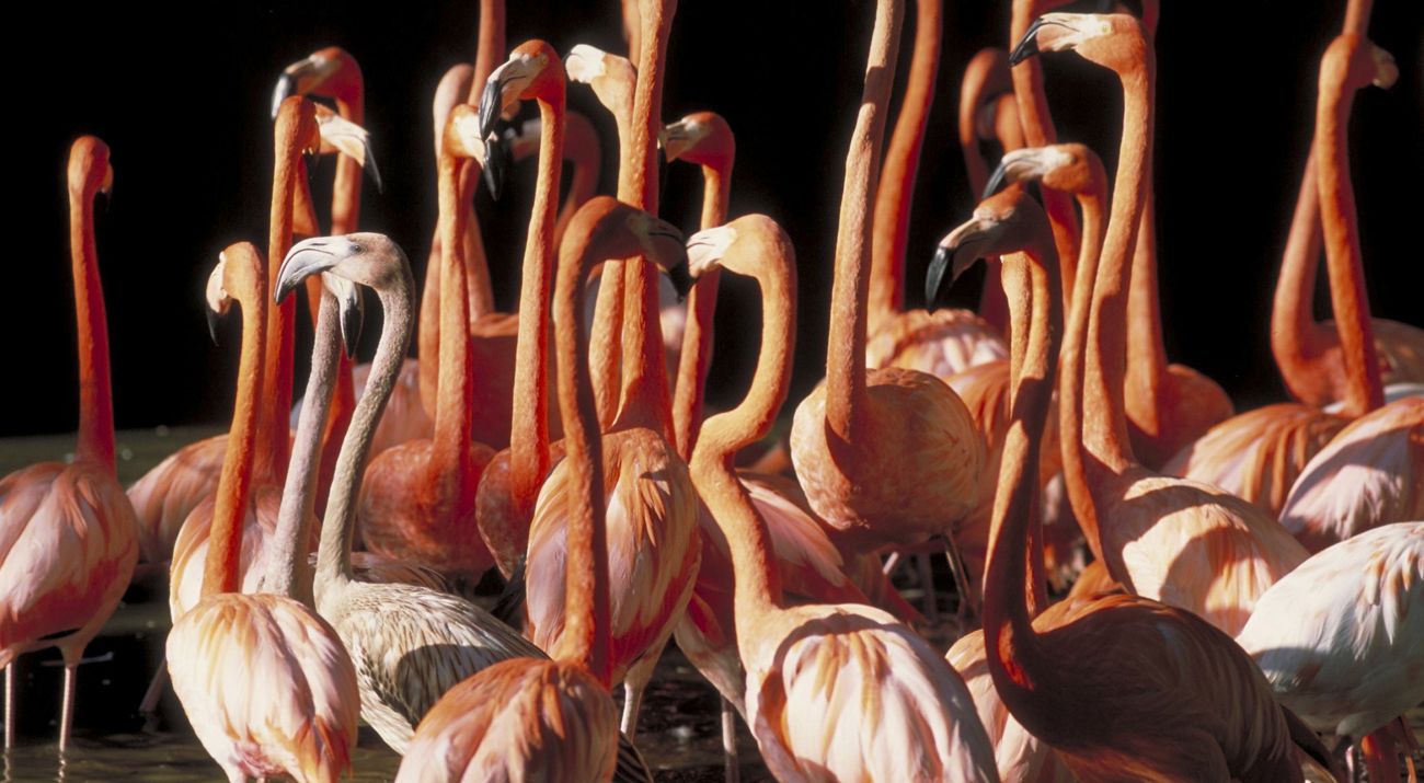 Flamingos 640x400