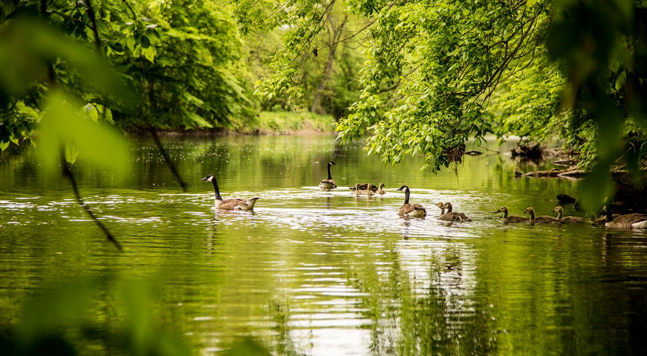 Several brown geese float in a row through a river surrounded by green trees.