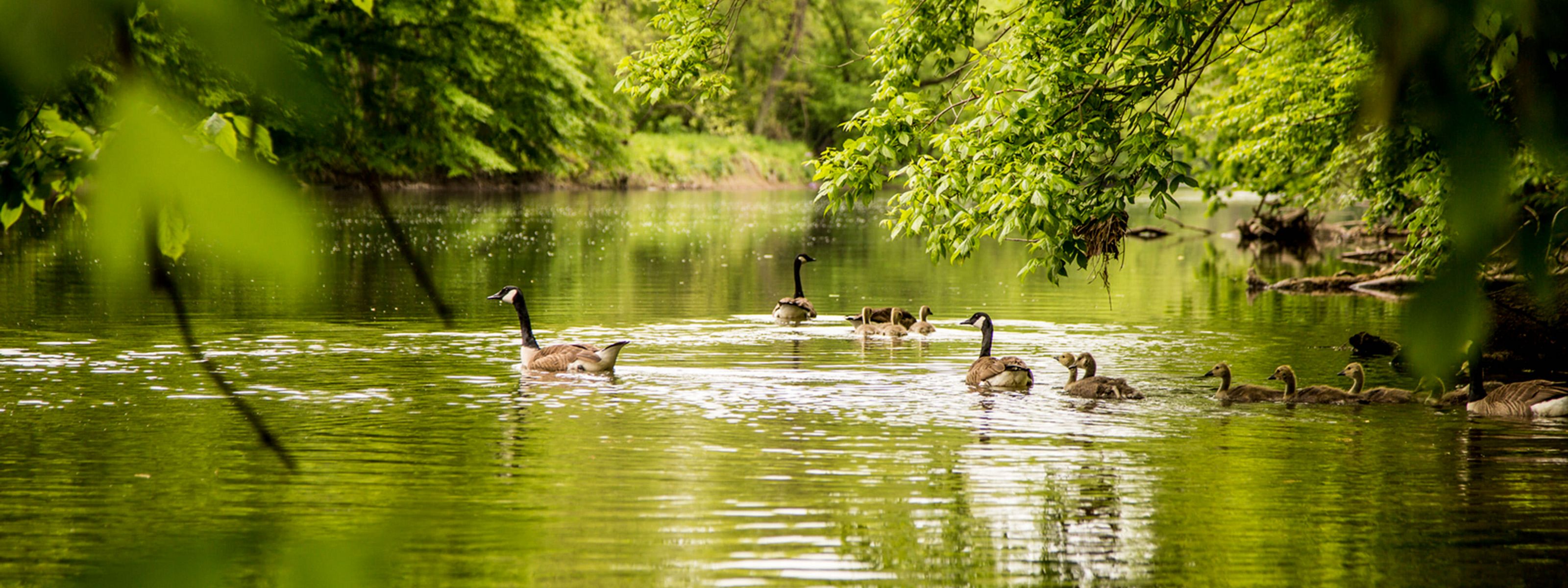 An adult and baby geese swim in a body of water surrounded by greenery.