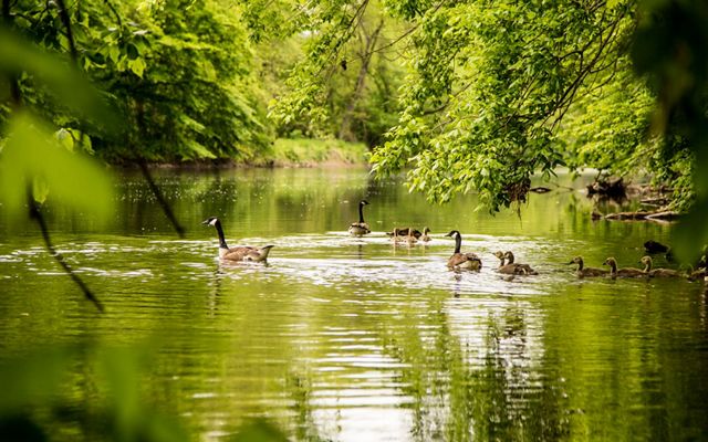 Canada geese and a gaggle of goslings float along a wide, calm creek. Low-hanging tree branches are reflected in the water.