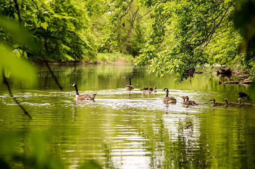 Canada geese and a gaggle of goslings float along a wide, calm creek. Low-hanging tree branches are reflected in the water.