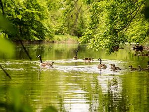 Several brown geese float in a row through a river surrounded by green trees.