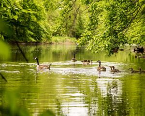 Several brown geese float in a row through a river surrounded by green trees.