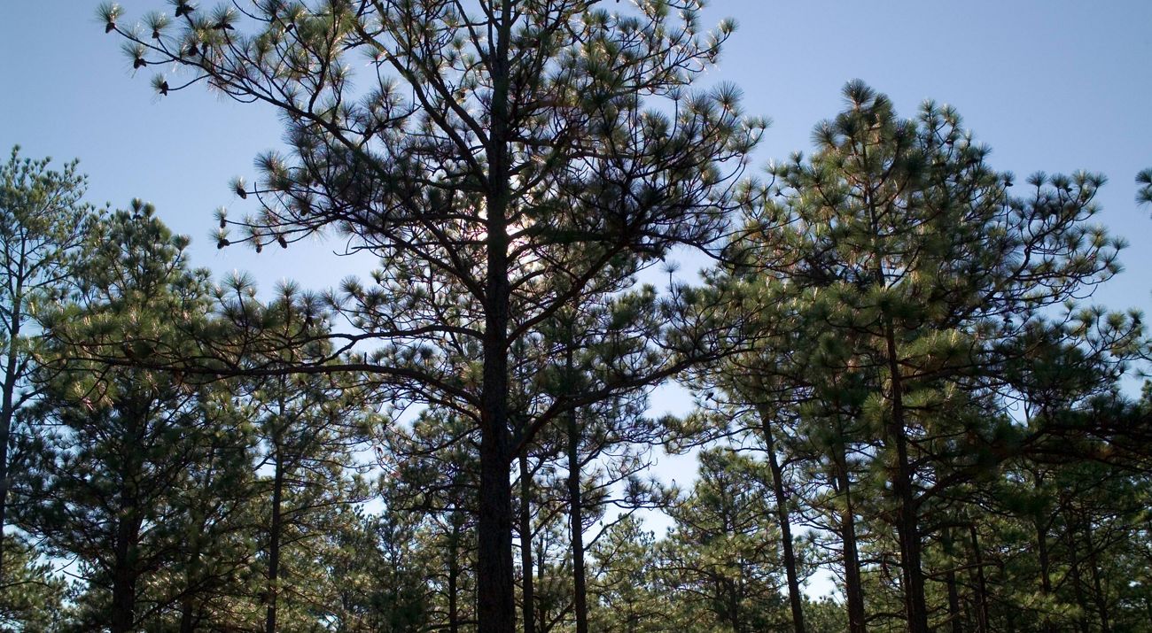 Long leaf pine forest.