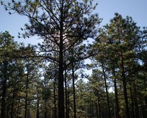 A forest of longleaf pine trees.