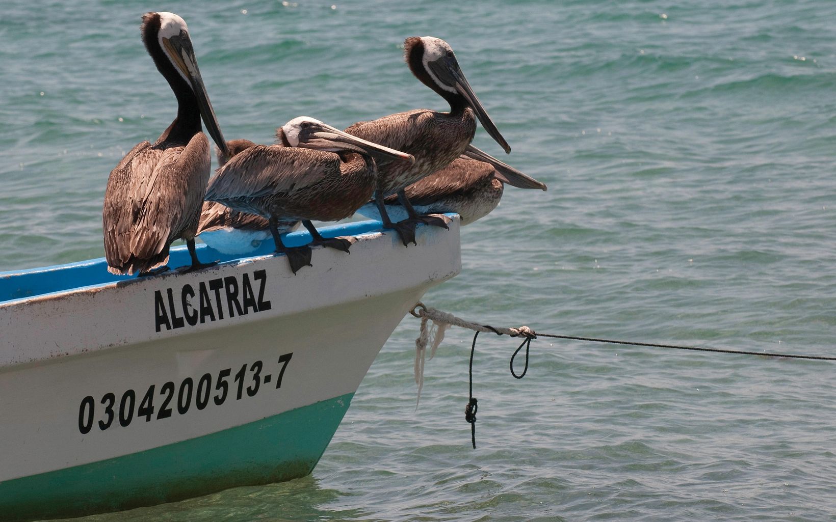 
                
                  Pelicans Brown pelicans rest on a small fishing boat anchored of a fishing camp on the island of Espiritu Santo in the Gulf of California's Sea of Cortez, Baja California Sur, Mexico. 
                  © Mark Godfrey/The Nature Conservancy 
                
              