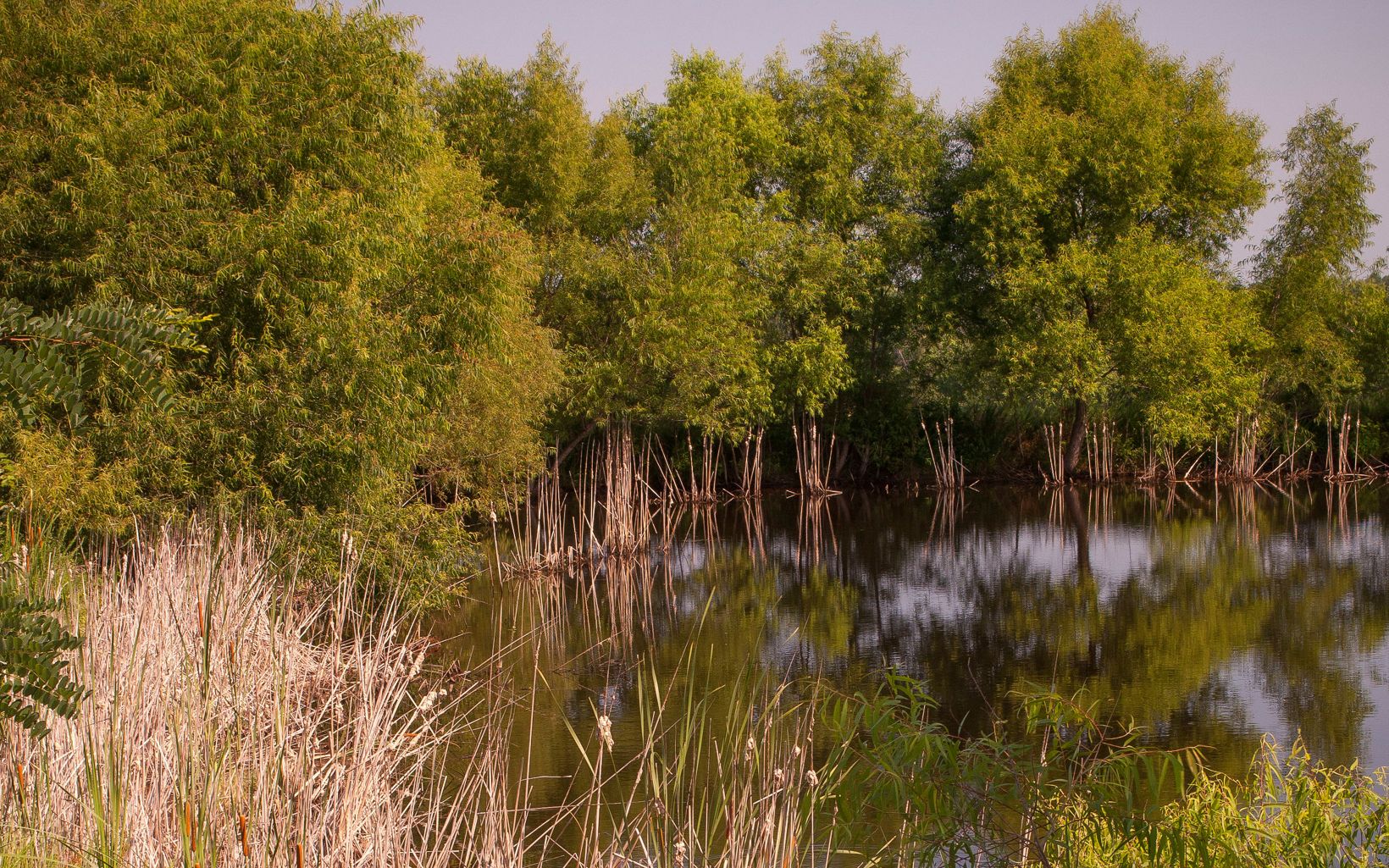 Kentucky's Big Rivers Corridor-Wetlands Wetland areas such as this one act as a filter for pollutants from the surrounding area. © Mark Godfrey/The Nature Conservancy