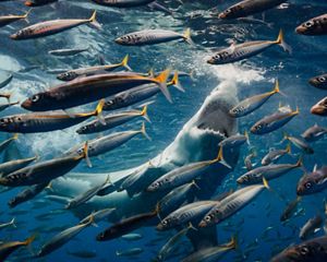 Shark feeding