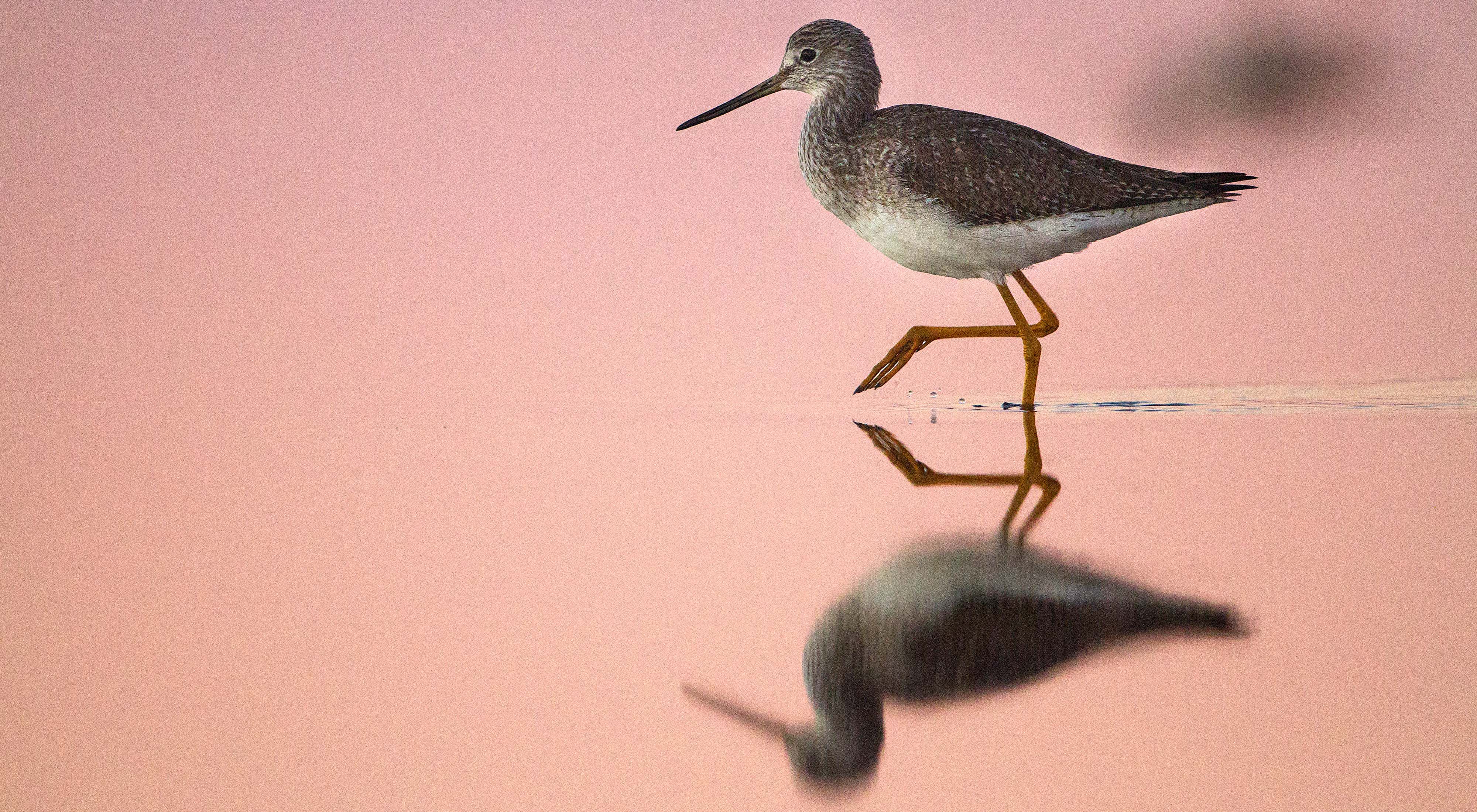 A greater yellowlegs wading bird at the Mad Island Marsh Preserve in Texas