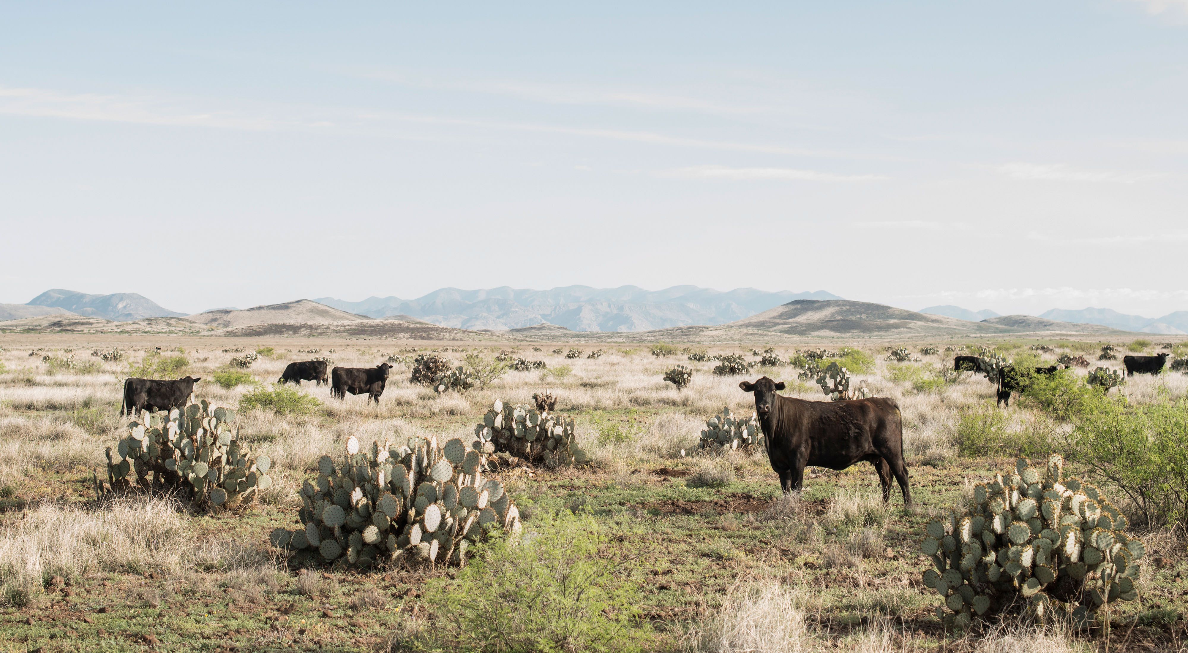 Cattle graze among cacti in the Malpai Borderlands