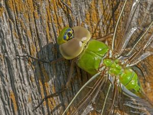 A recently-emerged green darner dragonfly.