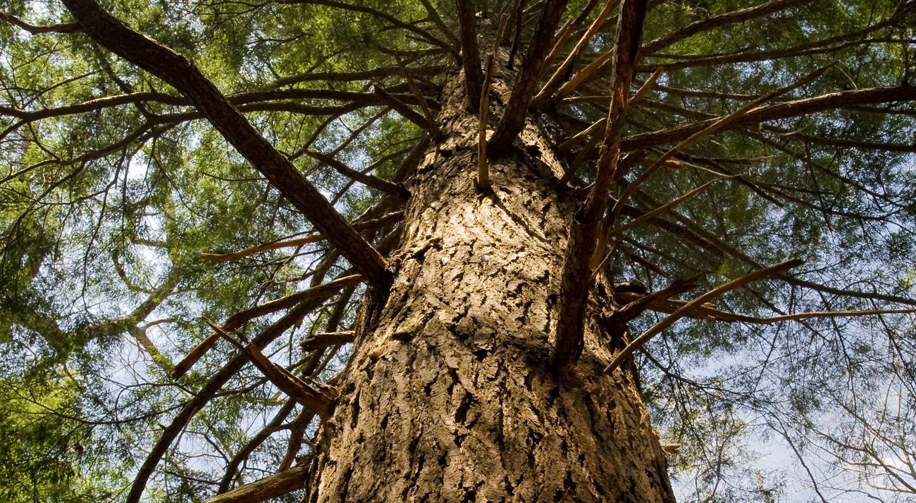 Looking up through a canopy of a hemlock tree.
