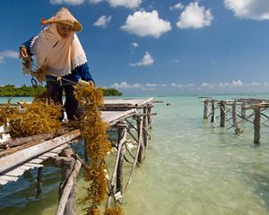 Wa Nuri harvesting and preparing seaweed at the docks of Liya village on the island of Wangi Wangi in Wakatobi National Park, Indonesia.
