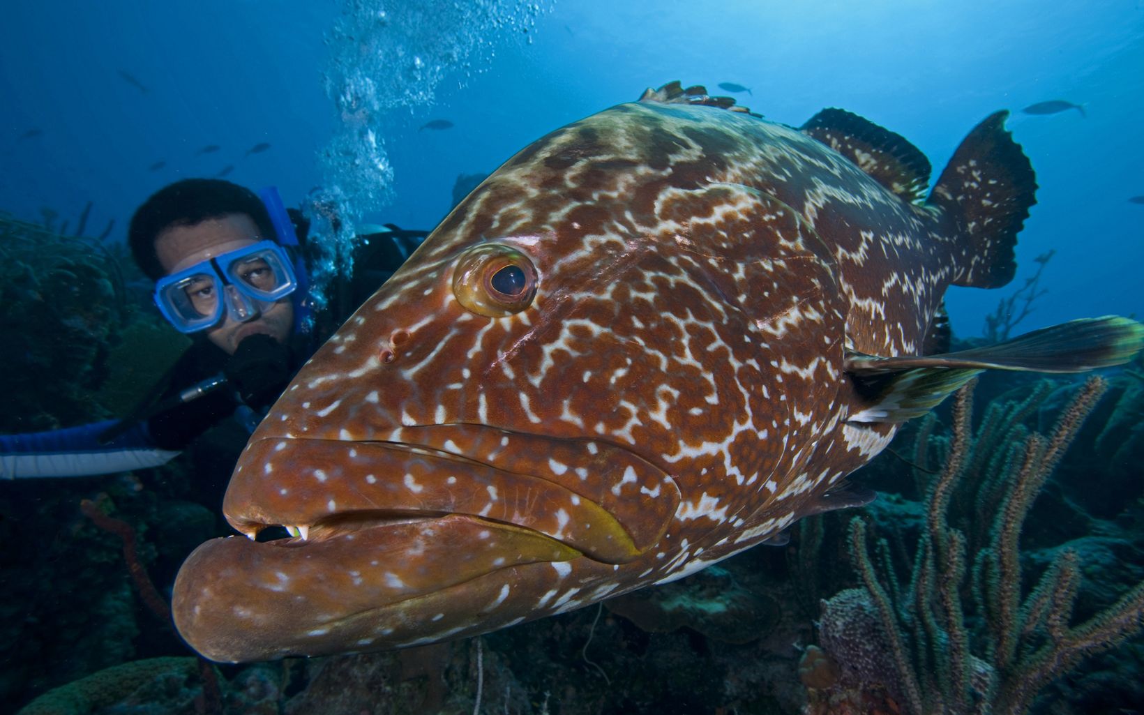 A TNC marine scientist gets up close and personal with a grouper.