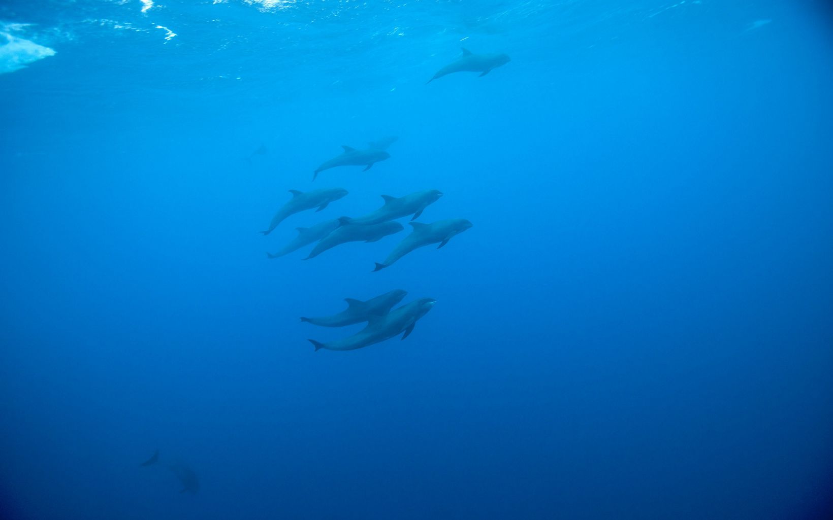 Pod of Melonhead Whales   near Palmyra Atoll in the equatorial Pacific. TNC and the U.S. Fish & Wildlife Service are partnering to protect the Atoll. © Tim Calver 