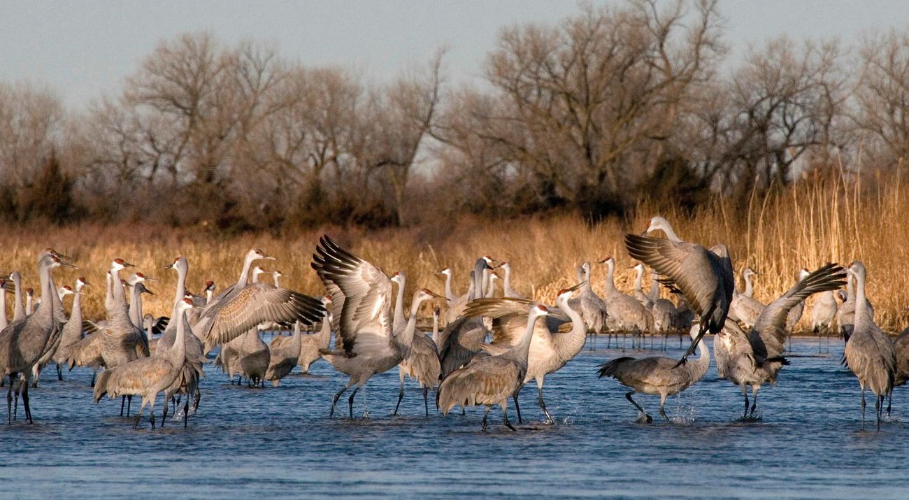 Sandhill cranes refuel at the Platte River in south central Nebraska.