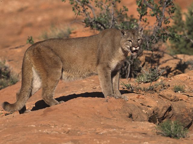Mountain lion