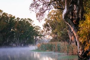 line the bank of Frenchmans Creek at dawn in the Carrs, Capitts and Bunberoo (CCB) Creeks system. 