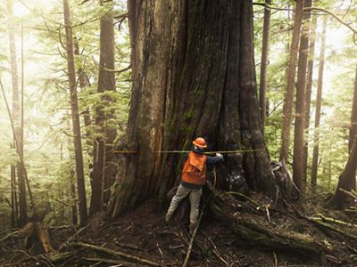 The forest manager measures an 11-foot-wide western red cedar