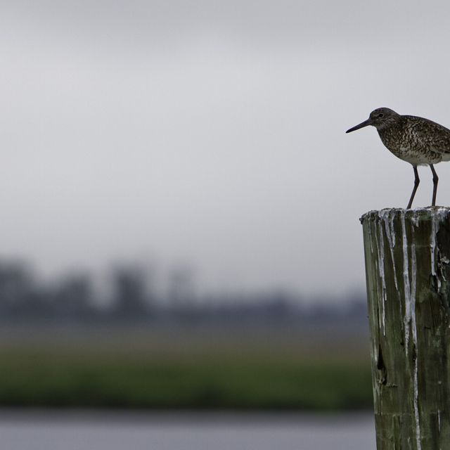 Bird on a post.