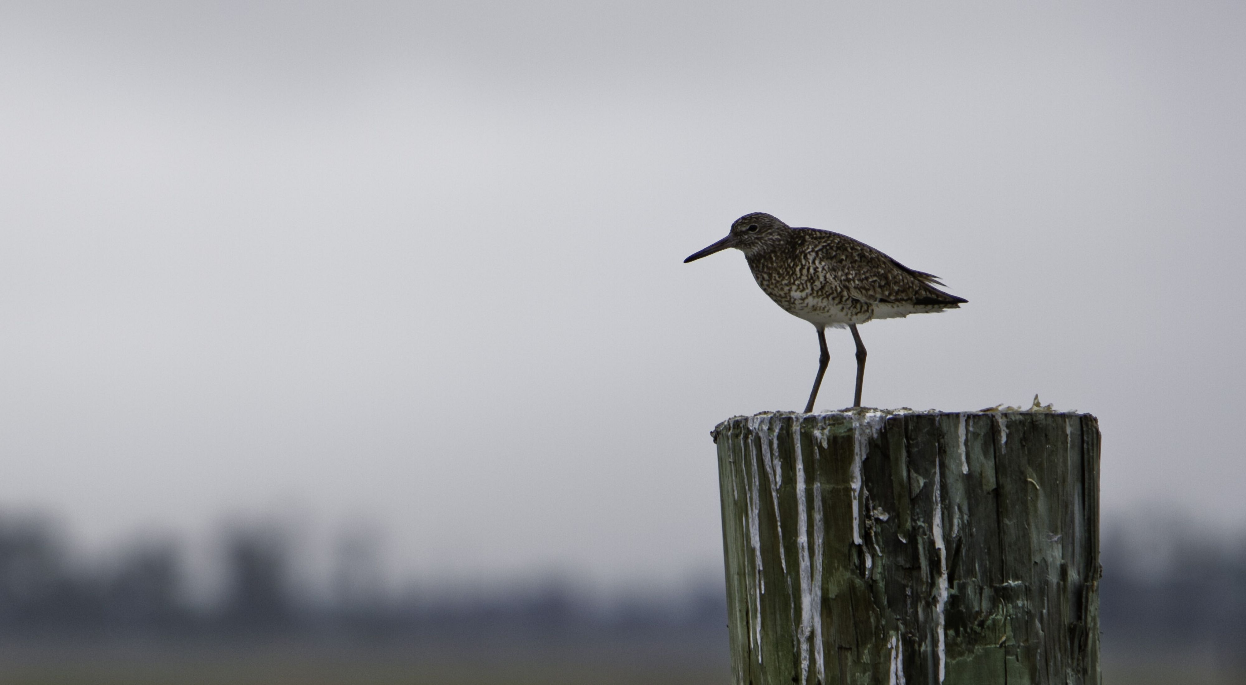 Bird on a post.