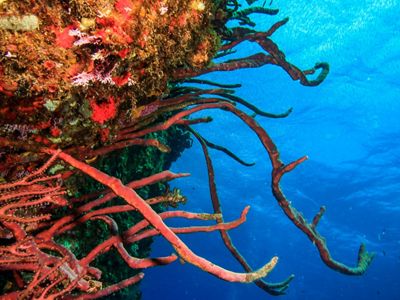 Coral reefs, such as this one at the Sandy Island/Oyster Bed Marine Protected Area near Carriacou, Grenada, help protect coastal communities from storms and flooding.