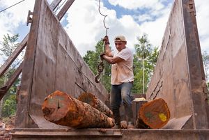 Leonardo Reyes Peregrino loads Chico Zapote logs onto a truck with a crane in a clearing in the tropical rainforest around Noh Bec, Quintana Roo.