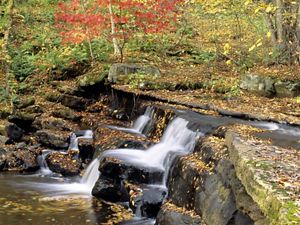 Water rushes over rocks creating a series of short waterfalls on the Clinch River. Yellow leaves swirl in a pool created by the water. 