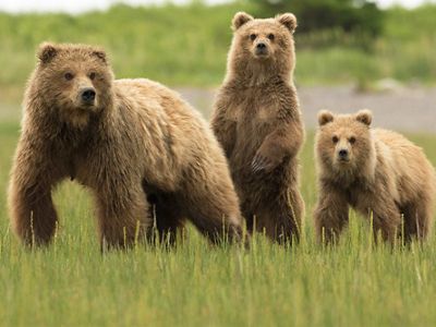 Brown Bears