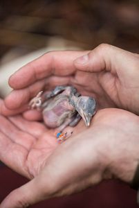 A man cradles a small, featherless red-cockaded woodpecker chick in his cupped hands.