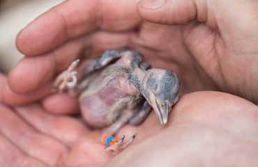 A small featherless woodpecker chick is gently cradled in two cupped hands. The eyes of the days old chick are still closed. 3 plastic ID bands are stacked on its thin leg.