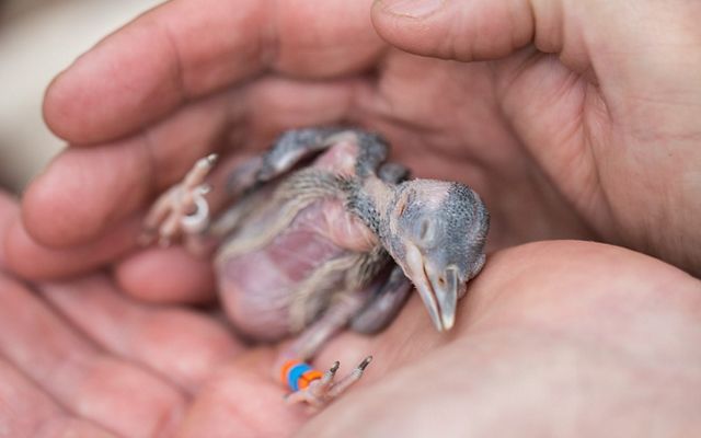 A small featherless woodpecker chick is gently cradled in two cupped hands. The eyes of the days old chick are still closed. 3 plastic ID bands are stacked on its thin leg.