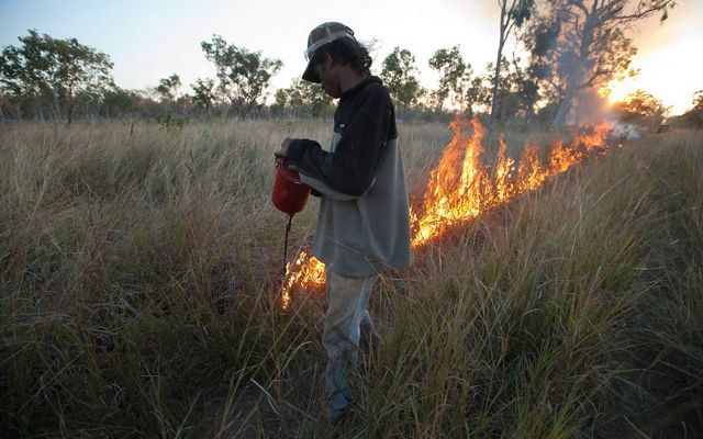 A person with a drip torch lights a line of fire in a field of tall grass.